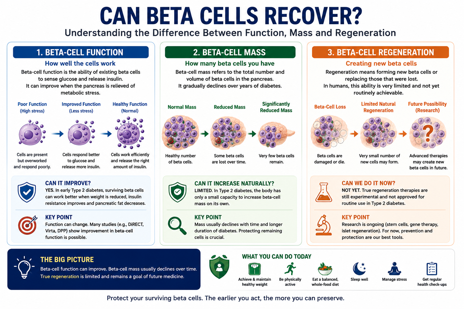 Can Beta Cells Recover - fully, partially, ever