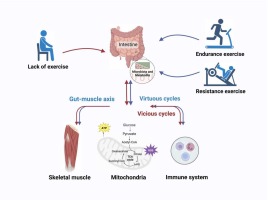 Gut Muscle Axis Nutrition and Exercise Key Drivers of Muscle Growth
