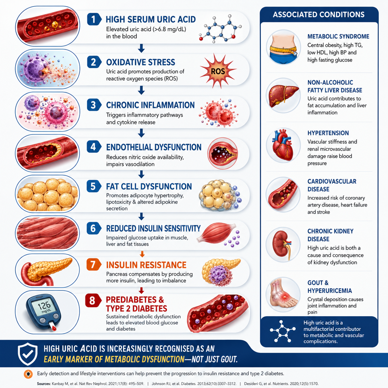 Premium medical infographic (4K resolution, square format)
White and blue clinical theme with orange/red highlights
Vertical flowchart:
High Serum Uric Acid
Oxidative Stress
Chronic Inflammation
Endothelial Dysfunction
Fat Cell Dysfunction
Reduced Insulin Sensitivity
Insulin Resistance
Prediabetes & Type 2 Diabetes
Professional medical illustrations for each step
Side panel listing associated conditions (metabolic syndrome, fatty liver, hypertension, cardiovascular disease, etc.)
Bottom banner: "High uric acid is increasingly recognised as an early marker of metabolic dysfunction—not just gout."
