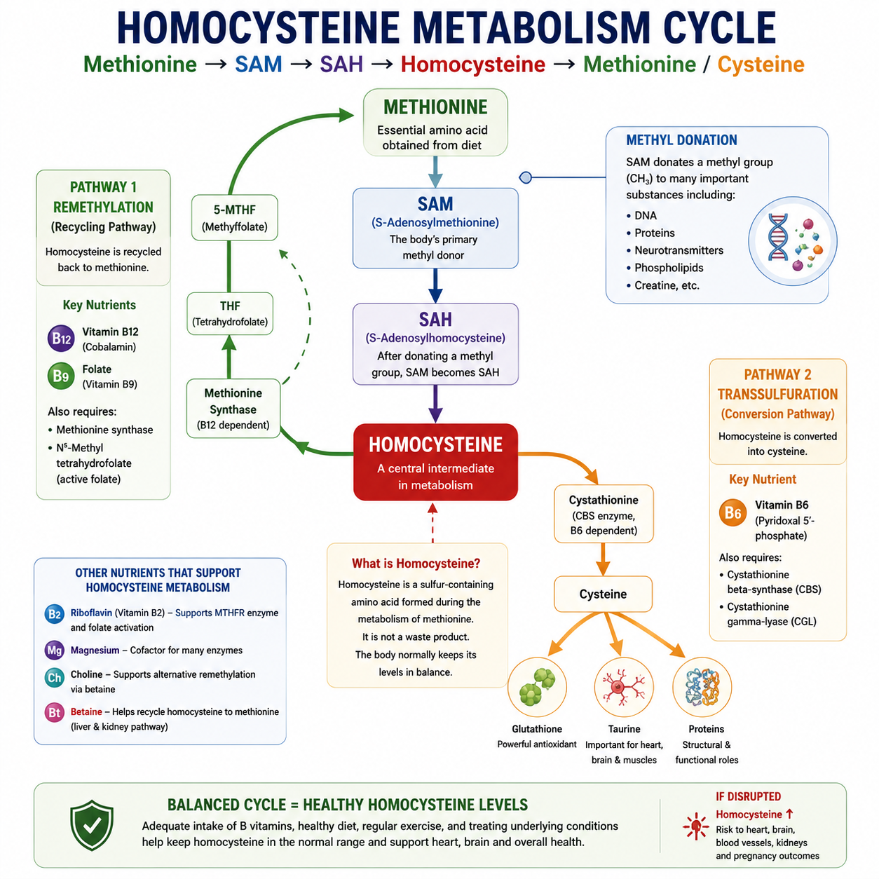 Normal, regular Homocysteine Cycle in Human Body