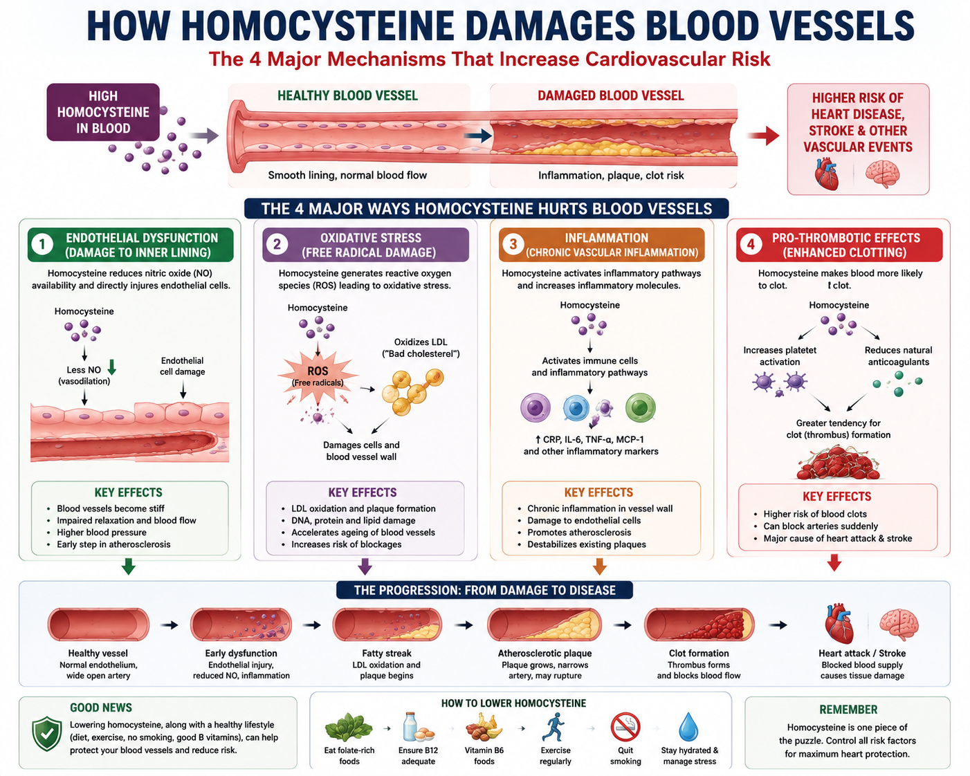 Homocysteine affects blood vessels