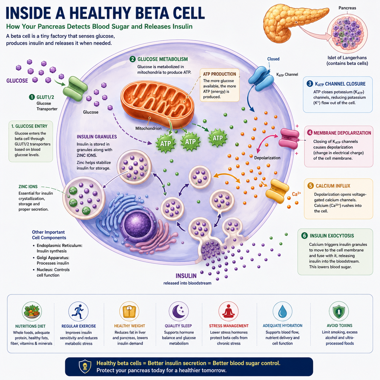 Crucial Role of Zinc in Beta Cells of Pancreas