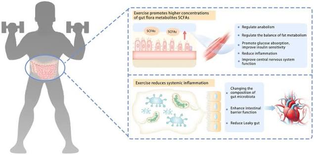 Role of exercise in Gut Health