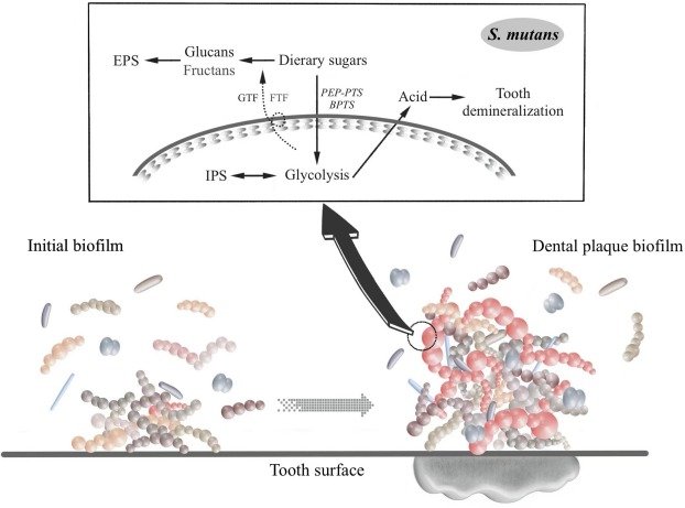 Role of Milk and Milk Products in Dental Caries