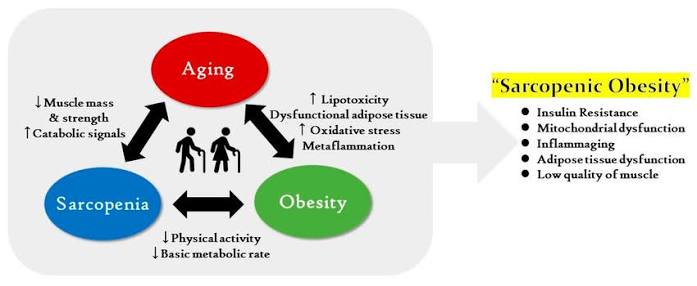 Gut Dysbiosis - Sarcopenia and Insulin Resistnce Triad