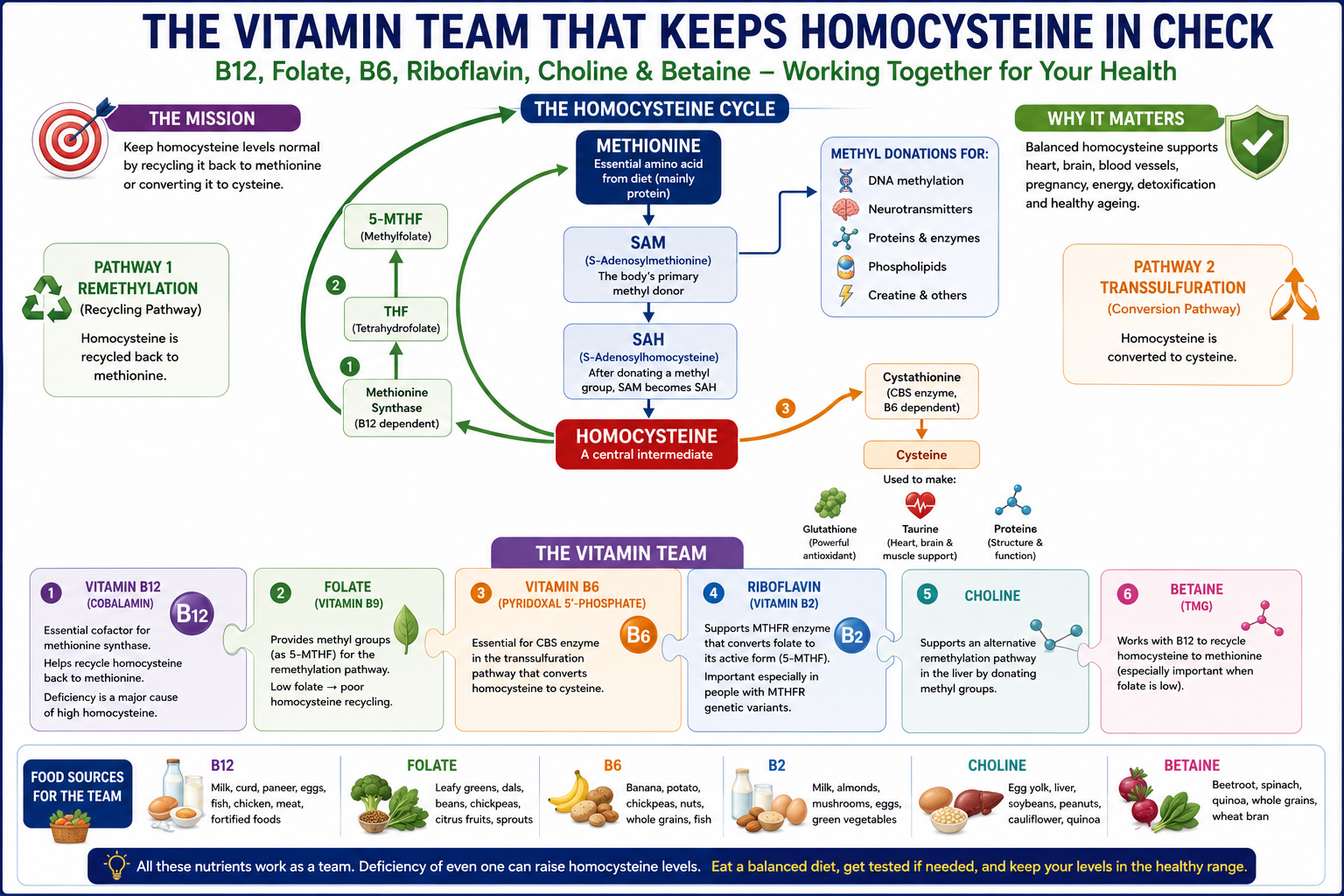 Critical Vitamins Important for Homocysteine Regulation in Human Body