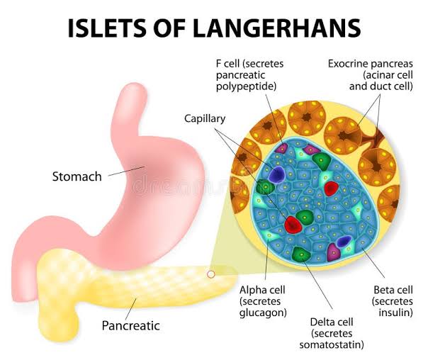 Beta Cells - the stars of Pancreas and Human Body