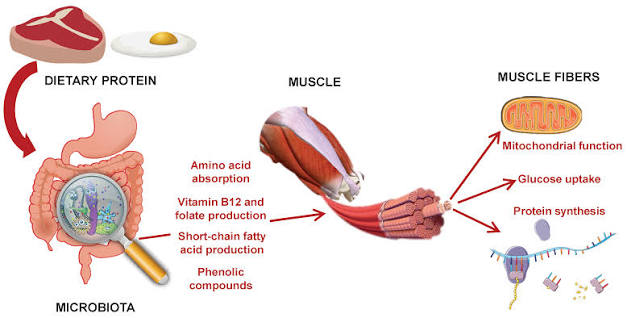 Gut Muscle Axis Indians