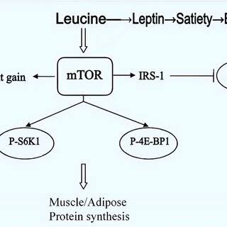Muscle development with Leucine