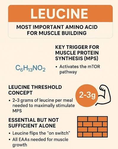 Functions of Leucine