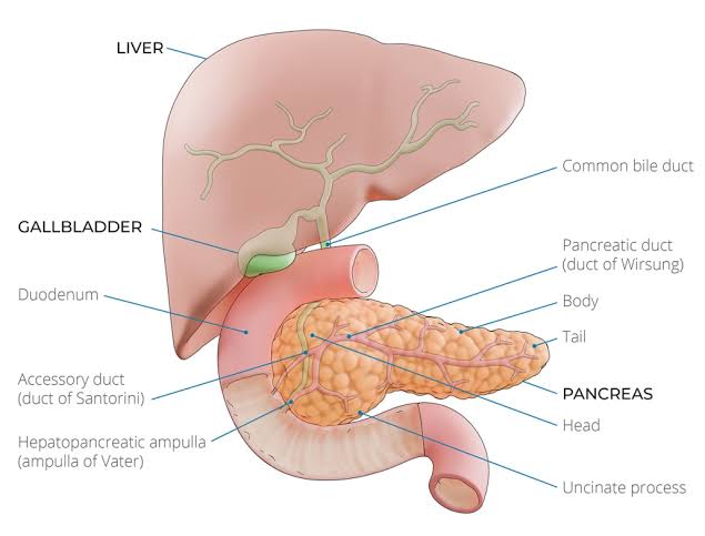 Pancreas and its location in Human Body