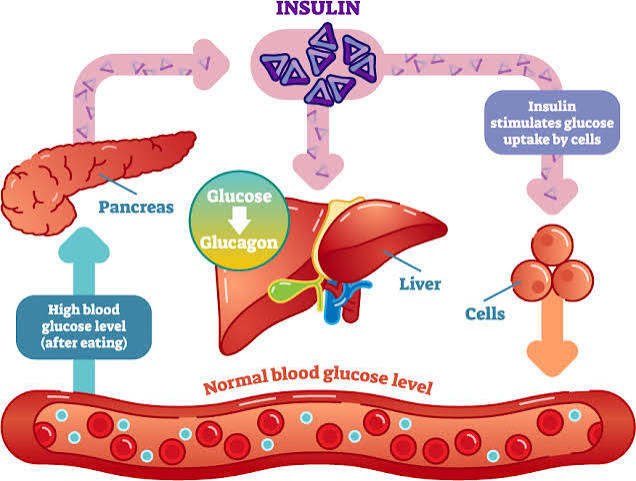 How Insulin Works