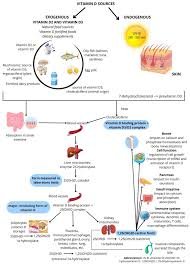 The POWER of Vit D3