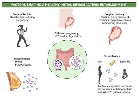Is Your Child's Gut Missing One of Its Most Important Good Bacteria
