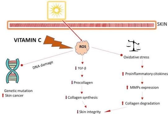 Role of Topical Vit C in Skin and Collagen Production