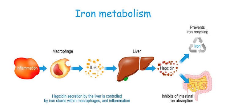 Hepcidin - The Iron Gatekeeper