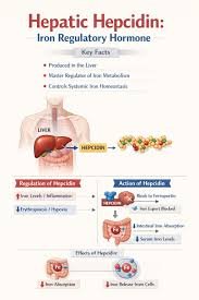 Why Iron Tablets Don't Work - The Hepcidin Story Every Indian Should Know