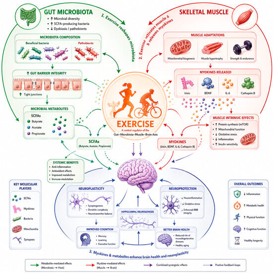 Indians - Gut - Muscle - Brain Axis