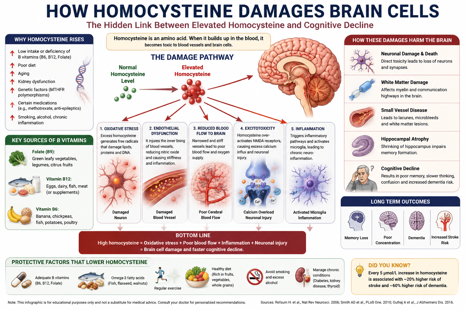 How Homocysteine damages Brain Cells