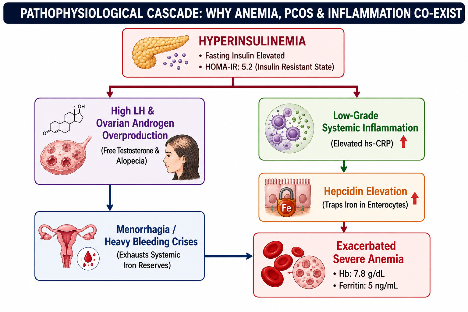 Hyper-insulinaemia, Higher Testosterone Levels and Low Grade Inflammation - Loop