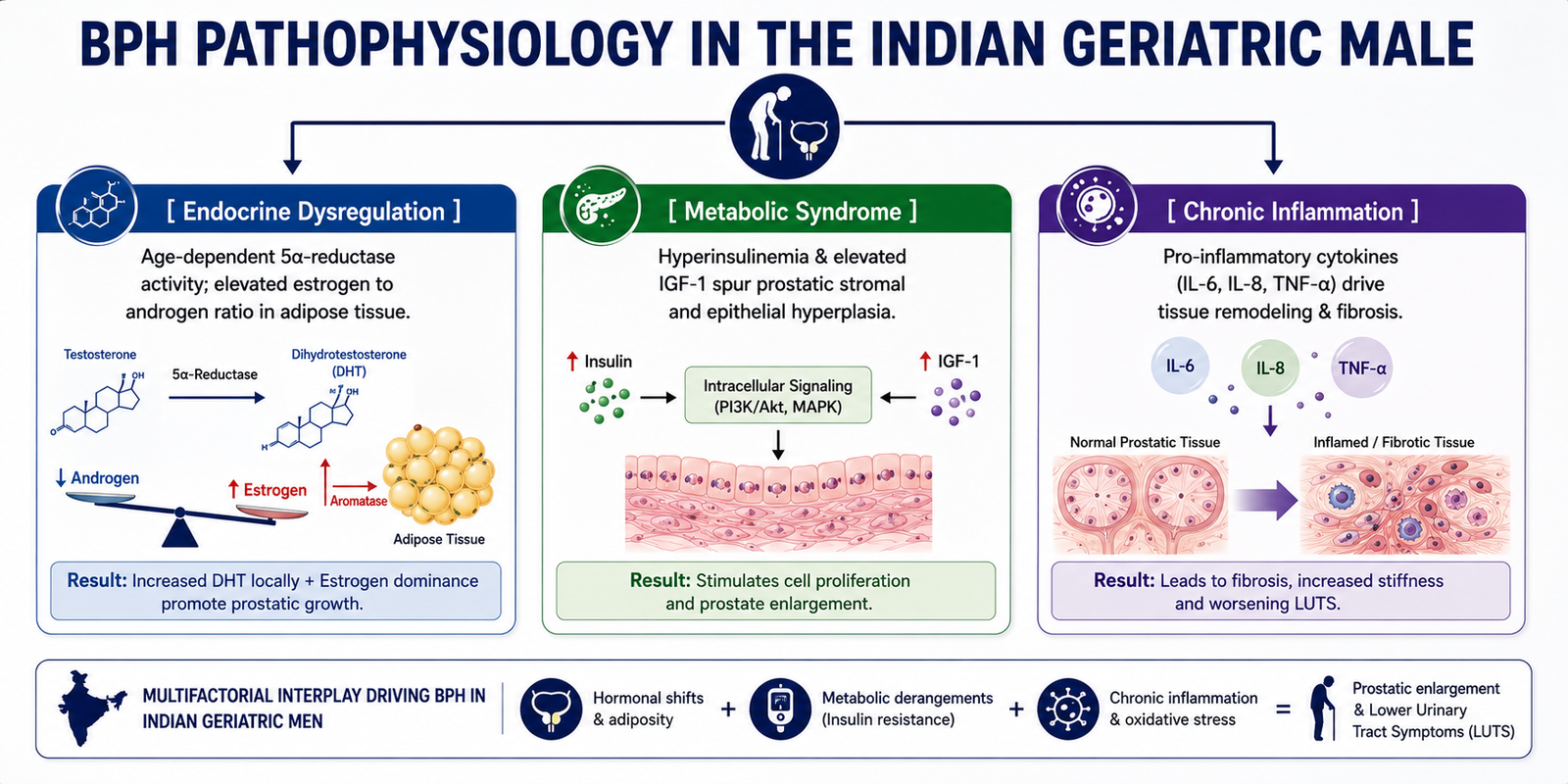 BPH Pathophysiology in Indian Old People