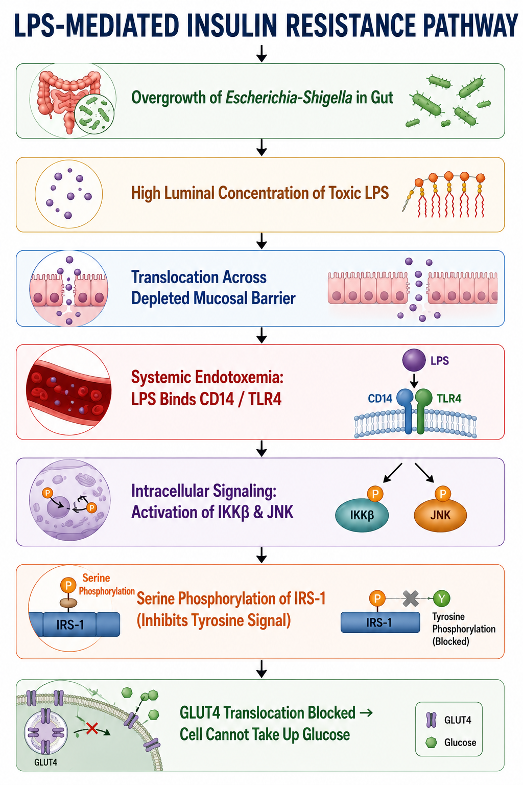 LPS Driven Insulin Resistnce and PreDiabetes Pathway
