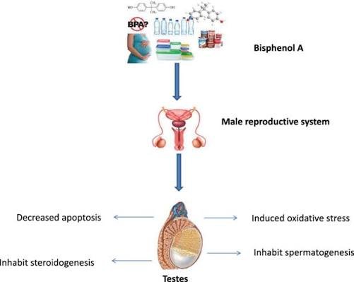 Potential-Hazards-of-Bisphenol-A-on-Male-Fertility