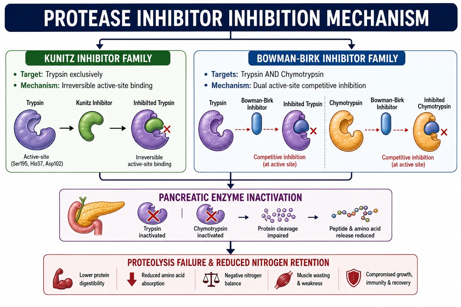 Protease Inhibitor Mechanism of Action