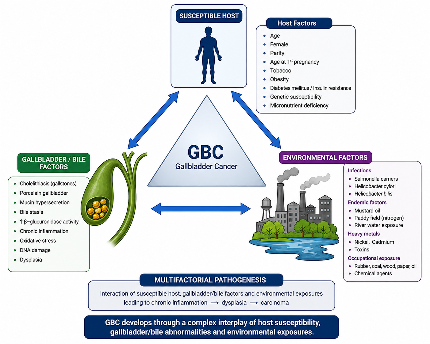 Summary of All Factors responsible for causing Gall Bladder Cancers