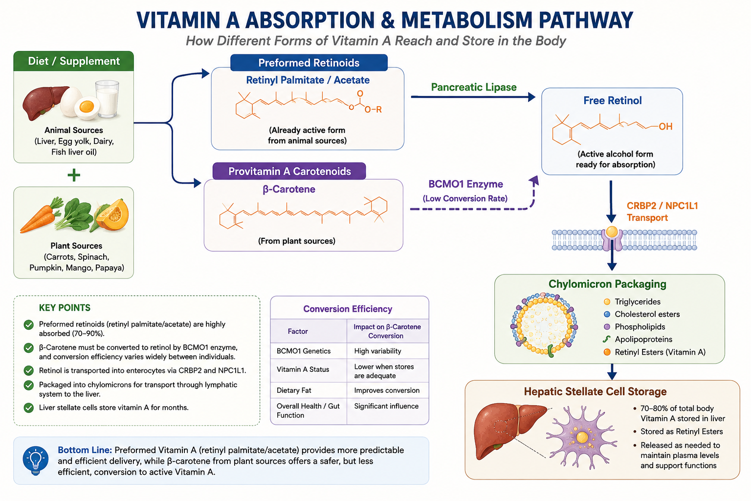 Comparative Efficacy of Animal Source Vit A v/s Plant Source Vit A