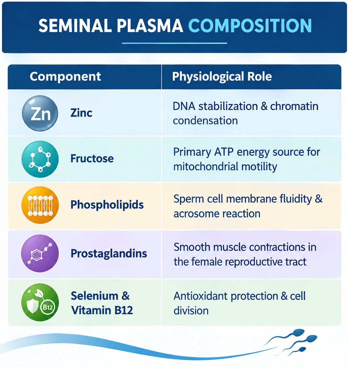 Composition of Human Seminal Fluid
