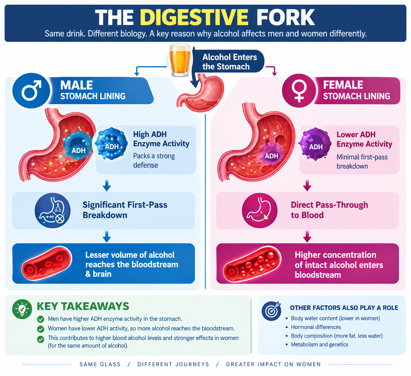 Alcohol Metabolism in Male vs Female