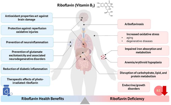 Vit B2 Riboflavin Health Benefits and Deficiency