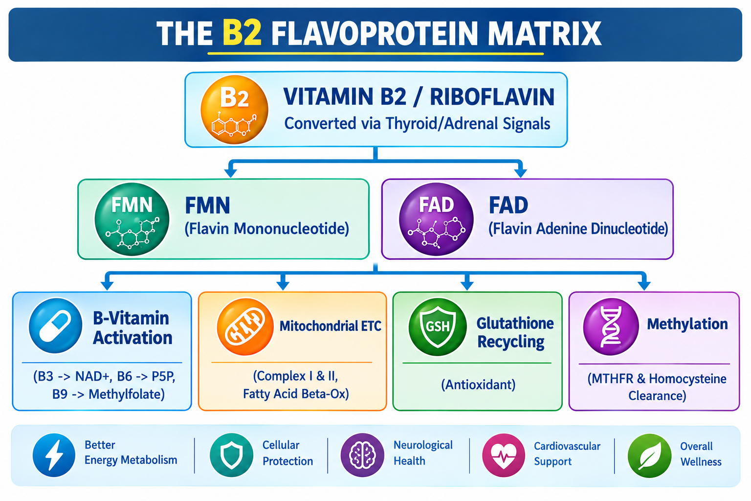 Role of Riboflavin in 77 Flavoproteins