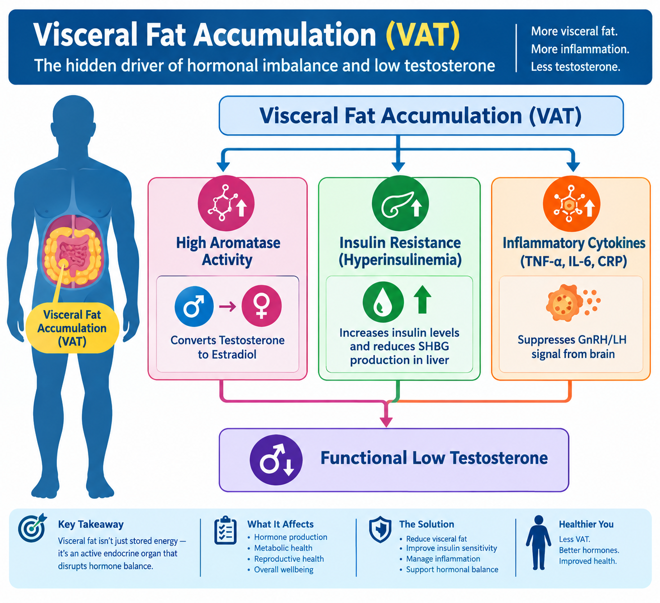 Visceral Fat Accumulation in Males